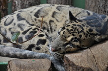 Sleeping Panthera