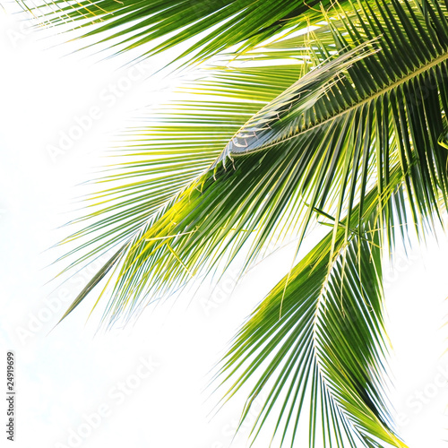 Fototapeta liście  palmowe-liscie-na-bialym-tle