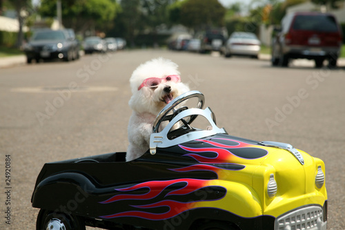 toy cars for dogs