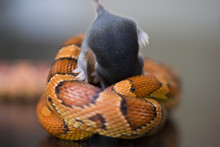 Snake Eating A Mouse