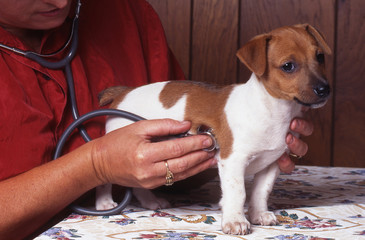 auscultation du jack russell terrier