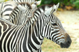 Fototapeta Konie - Closeup Of Zebra