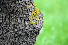 Tree Trunk With Yellow Moss Fungus. Selective Focus.