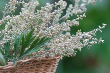Gemeiner Beifuß (Artemisia Vulgaris ) Heilpflanze
