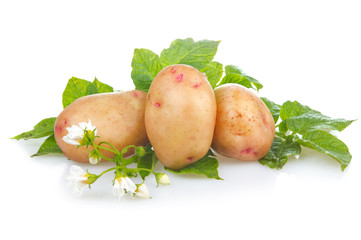 Wall Mural - Heap of ripe potatoes vegetable with green leafs