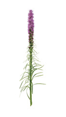 Liatris spicata isolated on white background, greeting card, advertising, advertisement