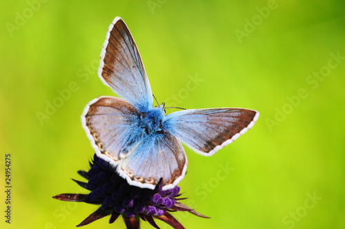 Tapeta ścienna Motyl