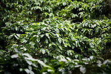 Coffee Plants On Plantation In Costa Rica