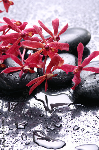 Naklejka dekoracyjna Spa still life and red orchid flower