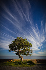 Tree And Sky