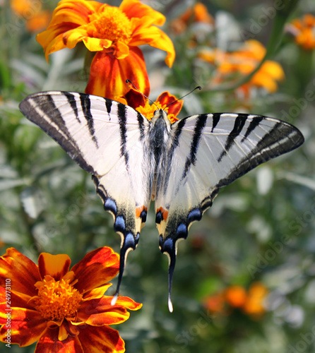 Tapeta ścienna Motyl (rzadki swallowtail) z otwartymi skrzydłami na kwiat