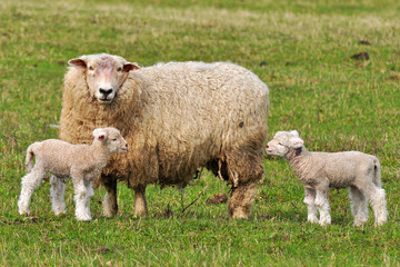 Wall Mural - sheep with two tiny lambs