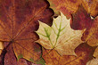 canvas print picture - Herbstlaub