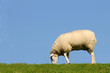 Schaf am fressen