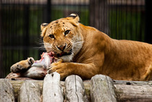 Lion Lunch
