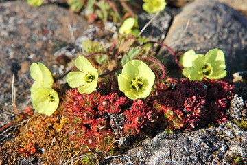 arctic poppy (papaver radicatum)