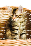 Fototapeta Perspektywa 3d - Siberian kitten