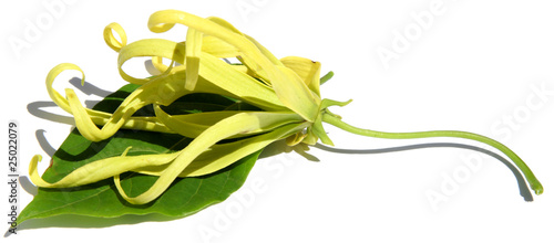 Fleur Et Feuille Dylang Ylang Fond Blanc Buy This Stock