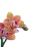 Fototapeta Storczyk - Orchidée toute fraîche