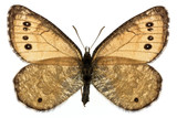 Fototapeta Motyle - Oeneis chryxus