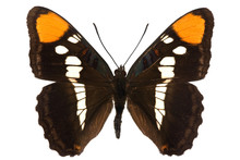 Limenitis Bredowii