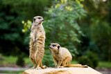 Dwie surykatki w zoo