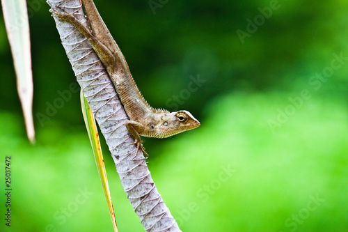 Naklejka samoprzylepna Madagaskar