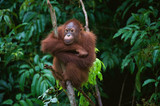Fototapeta Zwierzęta - Young Orangutan on the tree