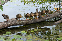 Line Of Ducks Chatting On A Log