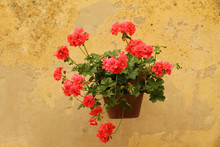 Red Geranium On Wall In Italy