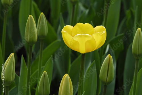 Board z aluminiowym obramowaniem Gelbe tulip im kuchnia w Holandii