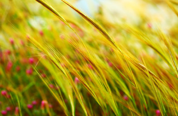 Poster - Wheat field