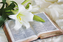 Easter Lily And Bible
