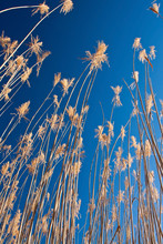 Reeds With Blue Sky At Sunrise Looking Up