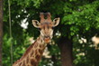 © Ivan Murga - Giraffe in moscow zoo
