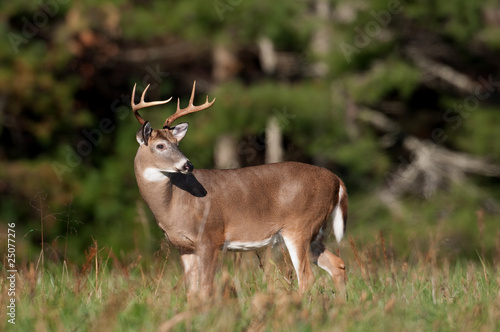 Fotoboard na płycie Jeleń whitetail buck na łące