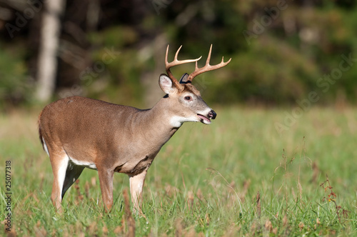 Fotoboard na płycie Jeleń whitetail buck na łące