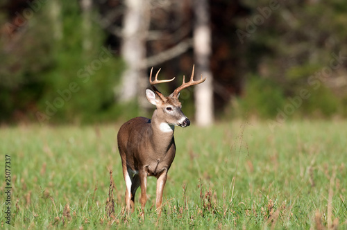 Fotoboard na płycie Whitetail jeleń buck w otwartej łące