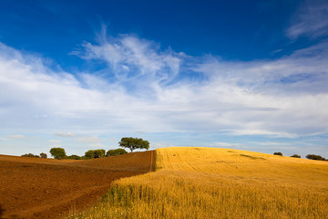 Wall Mural - Yellow wheat field