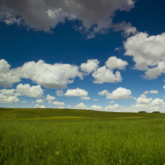 Wall Mural - Green meadow