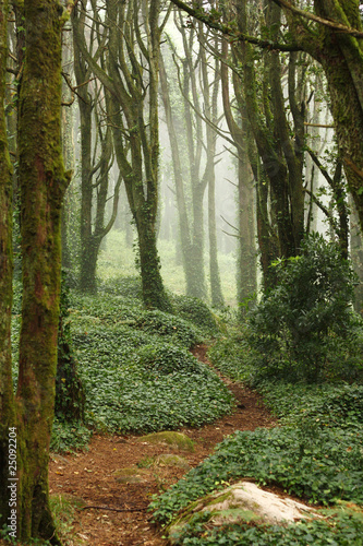 Naklejka na szybę Path in green forest trees with huge rocks