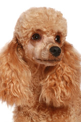 Wall Mural - Small apricot poodle