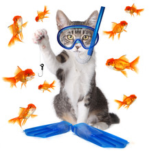 Funny Image Of A Cat Fishing. Conceptually Analogous With The Te