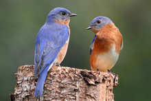 Pair Of Eastern Bluebird