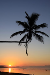 Wall Mural - Palm and sunset