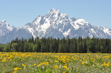 Wildflowers And Mountain Peaks