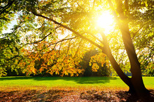 Sunlighted Yellow Autumn Tree In A Park