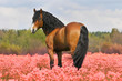 bay stallion on the pink field