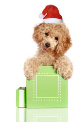 Poster - chrismas poodle puppy in a gift box