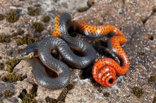 A Pacific Ring-Necked Snake, Sonoma County, California, Usa